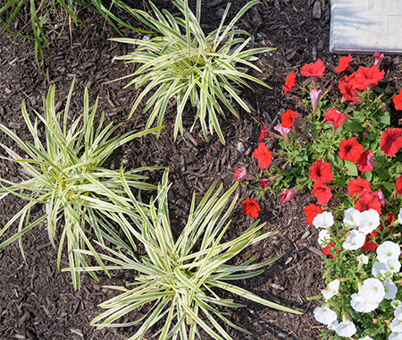Mulching Image