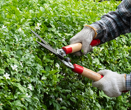 Pruning