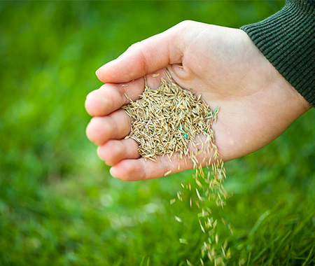 Seeding