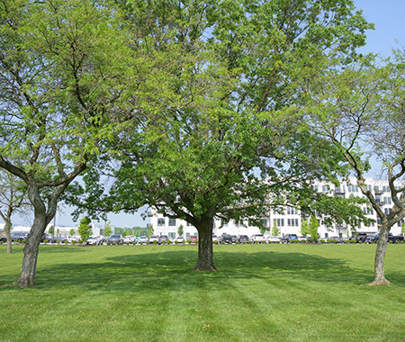 Tree & Brush Care Image